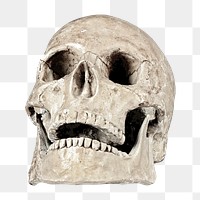 Png human skull, isolated object, transparent background