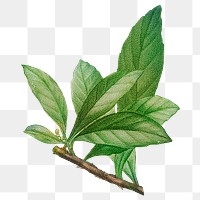 Vintage leaf png botanical, transparent background