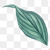 Vintage leaf png green, transparent background