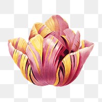 PNG tulip flower botanical, collage element, transparent background