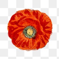 PNG hand drawn red poppy, collage element, transparent background