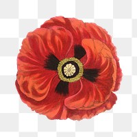 PNG red common poppy flower vintage sketch, collage element, transparent background