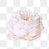 PNG vintage white cabbage rose, collage element, transparent background