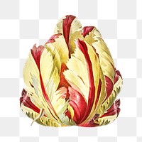 PNG Didier's tulip, collage element, transparent background