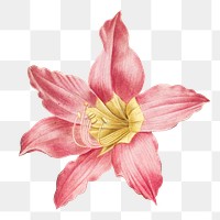 PNG botanical amaryllis equestre flower, collage element, transparent background