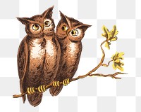 My eyes png here's the owl man, vintage bird illustration, transparent background. Remixed by rawpixel.