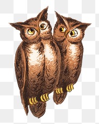 My eyes png here's the owl man, vintage bird illustration, transparent background. Remixed by rawpixel.