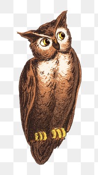 My eyes png here's the owl man, vintage bird illustration, transparent background. Remixed by rawpixel.