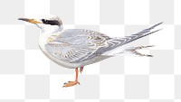 Vintage tern png bird, transparent background. Remixed by rawpixel. 