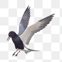 Vintage black tern png bird, transparent background. Remixed by rawpixel. 