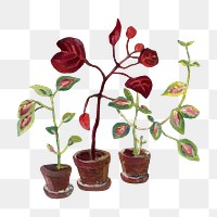 Vintage iresine plant png, transparent background. Remixed by rawpixel. 