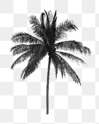 Vintage palm tree png tropical, transparent background. Remixed by rawpixel. 