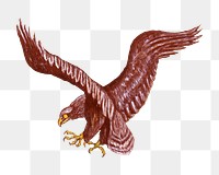 Vintage eagle png bird, transparent background. Remixed by rawpixel. 