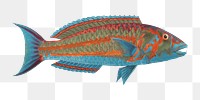 Red exotic fish png, vintage animal illustration by James Bruce on transparent background. Remixed by rawpixel.