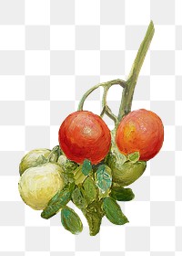 Vintage tomatoes png still life, illustration by Pekka Halonen, transparent background. Remixed by rawpixel.