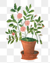 PNG Potted rose flower, vintage botanical illustration by Sarah P. Wells, transparent background. Remixed by rawpixel.