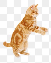 Playful ginger cat png animal, transparent background