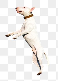 Bull terrier png, cute dog, design element, transparent background