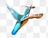 Kingfisher bird png, transparent background