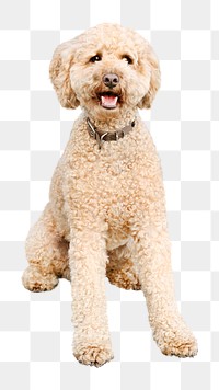 Cute Poodle png, design element, transparent background