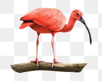 Ibis bird png, transparent background