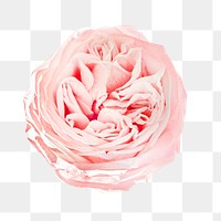 Pastel pink png flower, transparent background 