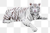 Bengal tiger png, design element, transparent background