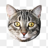 Tabby cat png, grey, collage element, transparent background