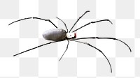 Spider png collage element, transparent background