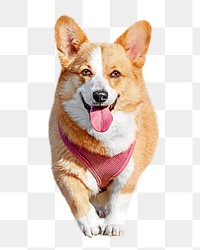 Welsh corgi png, design element, transparent background