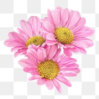 Spring pink daisies png collage element, transparent background