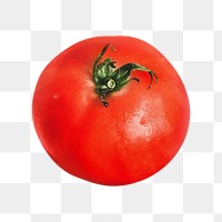 Png tomato, transparent background