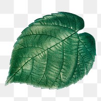 Png vintage leaf illustration on transparent background