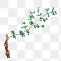 Vintage leaf branch png, botanical illustration, transparent background