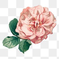 Blooming pink rose png vintage flower, transparent background