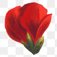 PNG vintage blooming red geranium flower, transparent background