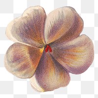 Vintage white geranium flower, transparent background