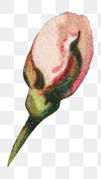 PNG vintage pink rose bud, transparent background