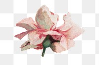 Blooming pink rose png vintage flower, transparent background