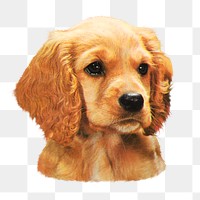 PNG Cocker Spaniel puppy  illustration transparent background. Remixed by rawpixel.