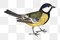 PNG Talitiainen bird illustration transparent background. Remixed by rawpixel.