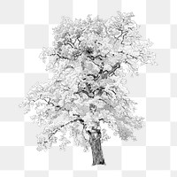 PNG Vintage oak tree illustration transparent background. Remixed by rawpixel.