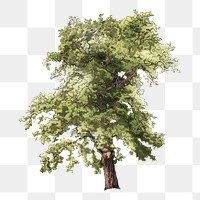 PNG Vintage oak tree illustration transparent background. Remixed by rawpixel.