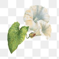 PNG White Petunias flower illustration transparent background. Remixed by rawpixel.