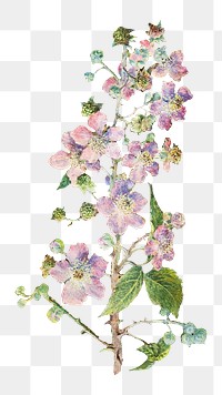 PNG Purple flower illustration transparent background. Remixed by rawpixel.