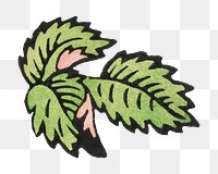 PNG Vintage leaf illustration transparent background. Remixed by rawpixel.