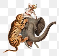 PNG Tiger hunting, vintage animal illustration by John Charlton, transparent background.  Remixed by rawpixel. 