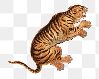 PNG Tiger, vintage animal illustration by John Charlton, transparent background.  Remixed by rawpixel. 