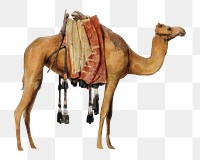 PNG Camel, vintage animal illustration by John Frederick Lewis, transparent background.  Remixed by rawpixel. 