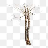 PNG Tree trunk, nature illustration by Magnus von Wright, transparent background.  Remixed by rawpixel. 